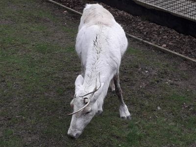 The Glenmore Reindeer Sanctuary
Description in Album Category

