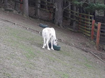 The Glenmore Reindeer Sanctuary
Description in Album Category

