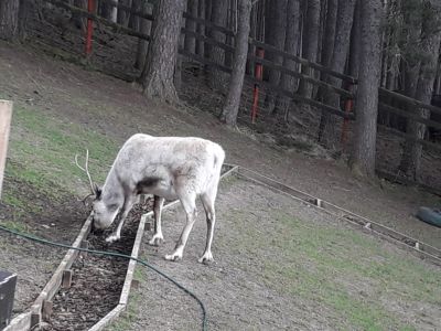 The Glenmore Reindeer Sanctuary
Description in Album Category

