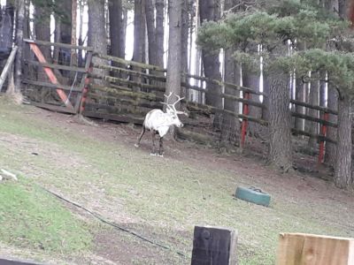 The Glenmore Reindeer Sanctuary
Description in Album Category

