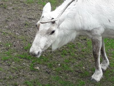 The Glenmore Reindeer Sanctuary
Description in Album Category

