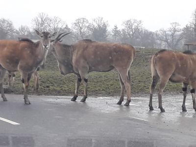 Blair Drummond Safari Park
Description in Album Category

