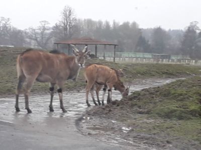 Blair Drummond Safari Park
Description in Album Category

