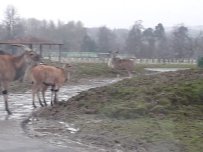 Blair Drummond Safari Park
Description in Album Category

