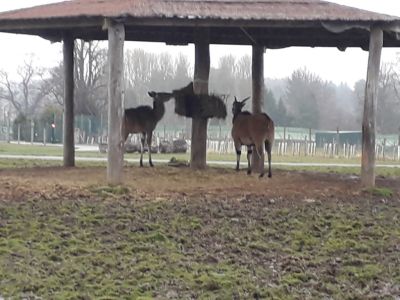 Blair Drummond Safari Park
Description in Album Category

