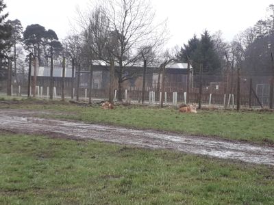 Blair Drummond Safari Park
Description in Album Category

