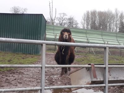 Blair Drummond Safari Park
Description in Album Category

