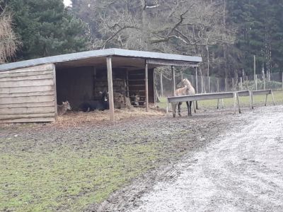 Blair Drummond Safari Park
Description in Album Category

