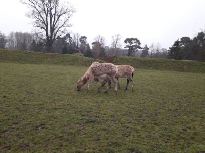 Blair Drummond Safari Park
Description in Album Category

