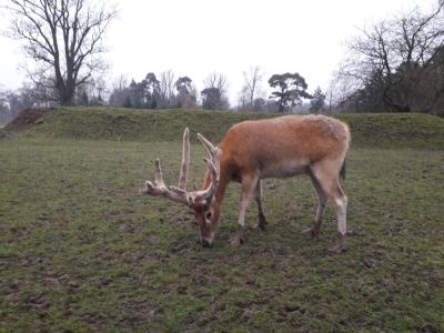 Blair Drummond Safari Park
Description in Album Category

