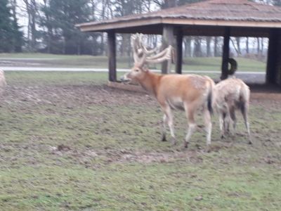 Blair Drummond Safari Park
Description in Album Category

